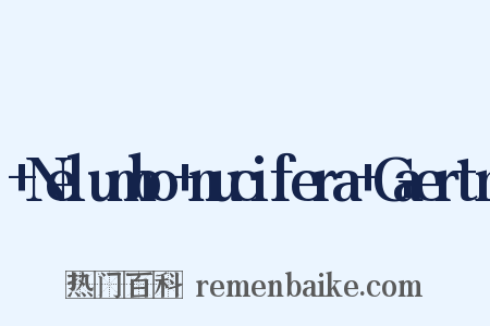 +Nelumbo+nucifera+Gaertn是什么意思的图片